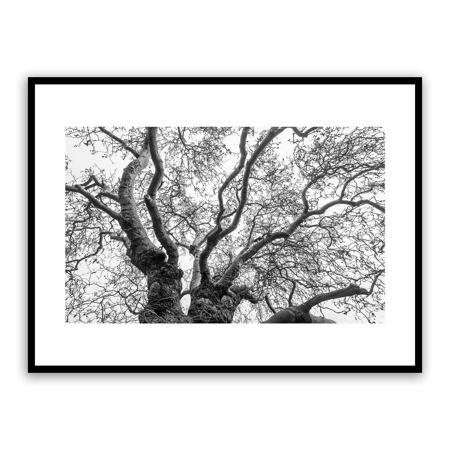 Ancient Plane Tree, Westgate Gardens, Canterbury, Kent, England. Fine art black and white photography print for sale.
