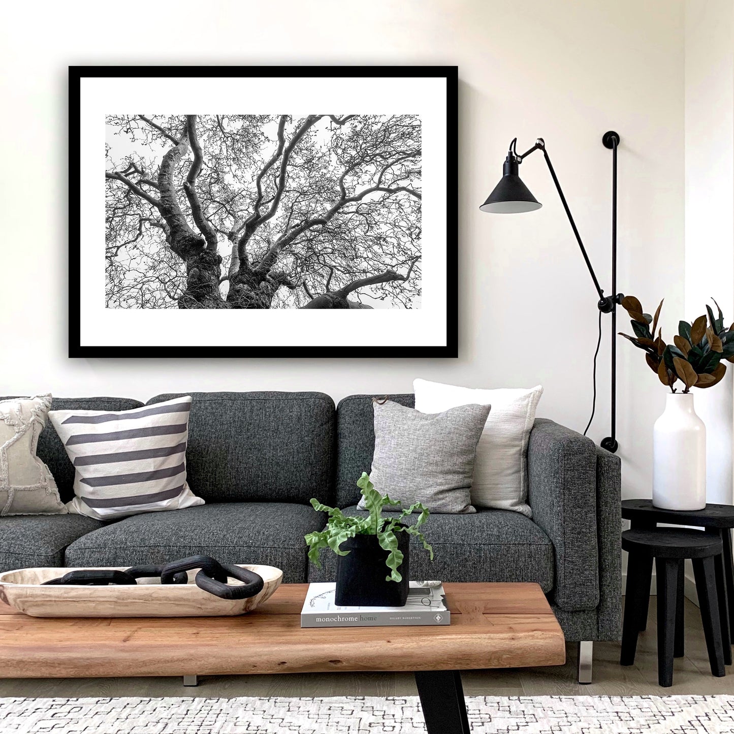 Ancient Plane Tree, Westgate Gardens, Canterbury, Kent, England. Fine art black and white photography print for sale.